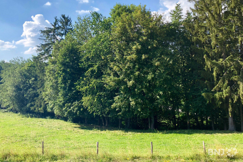 Jusqu'à nouvel avis, les feux sont interdits en forêt et dans leurs alentours. La situation sera réévaluée lundi prochain en vue du 1er août