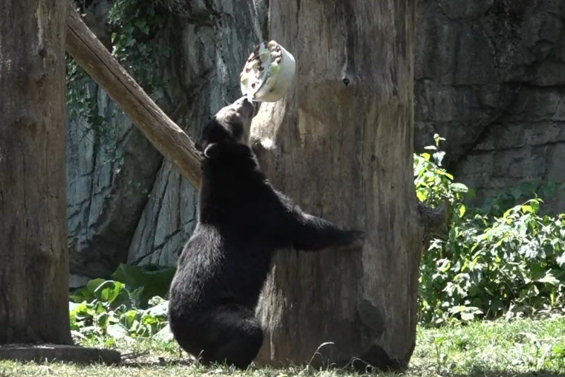 Les ours aussi ont très chaud cet été. (Source : ATS Vidéo)