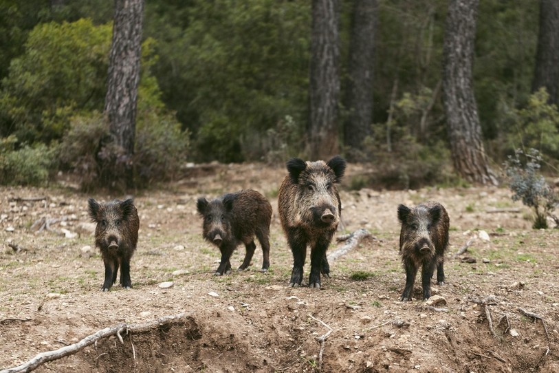 Près de 300'000 francs de dégâts ont été enregistrés en six mois dans le Jura. (Photo libre de droits)