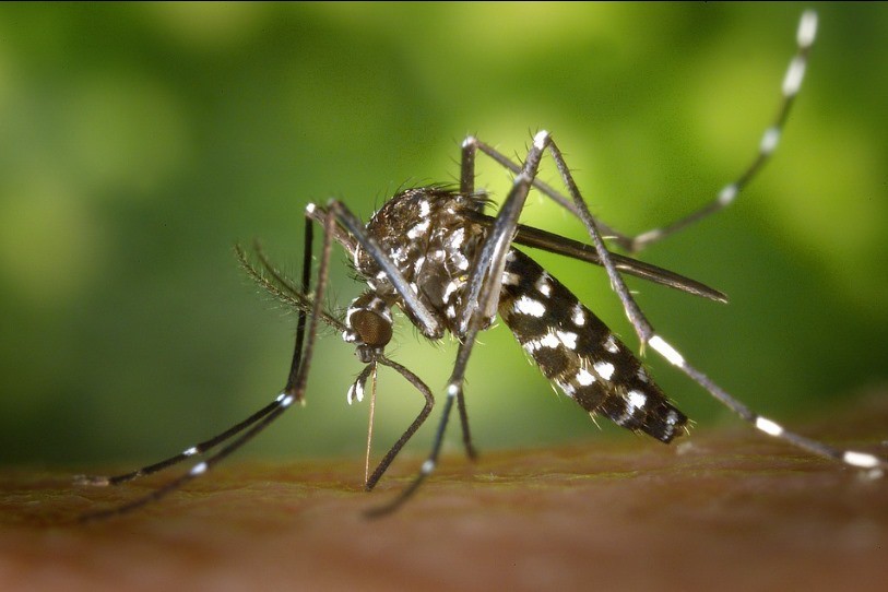 Le moustique tigre n’est pas une espèce dangereuse en soit. En revanche, elle peut être vecteur de maladies (photo : Pixabay).