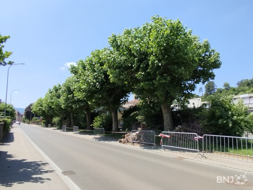L'audience a débuté autour du collège Stockmar pour permettre au juge de voir l'état des 32 platanes concernés par l'abattage.