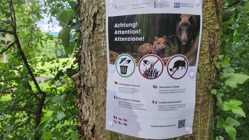 Une des affiches posées aux abords d'une place de pique-nique. Ne pas jeter les restes dans la nature est la meilleure des précautions contre la peste porcine.
