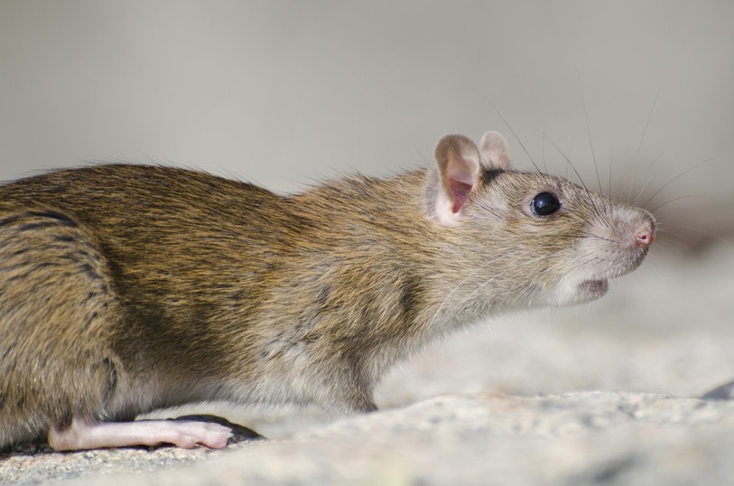 La présence de rats dans les villes augmente en raison du réchauffement climatique. (Photo libre de droits : illustration.)