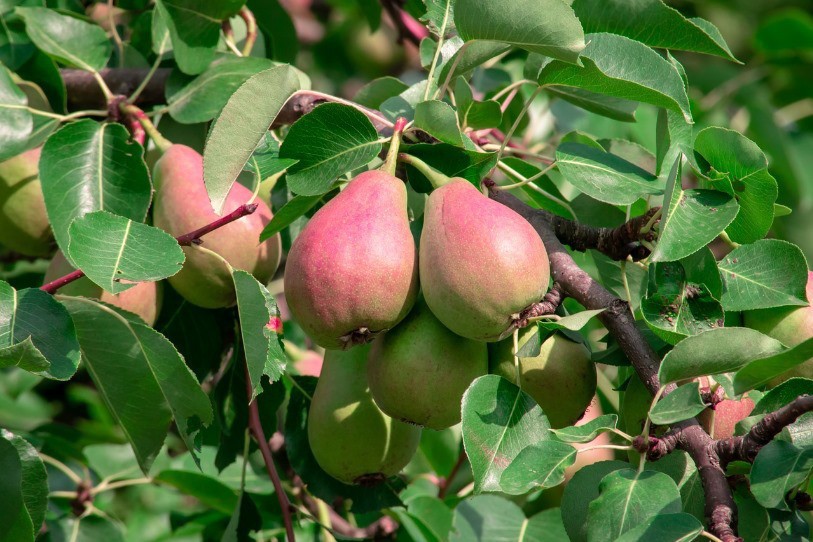 La production des arbres fruitiers est exceptionnelle cette année.