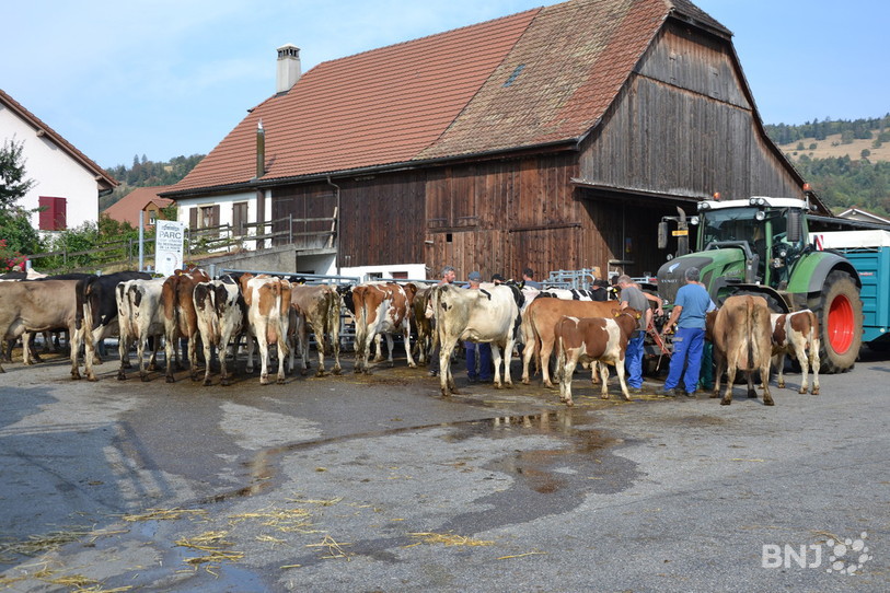 marché public  de bétail