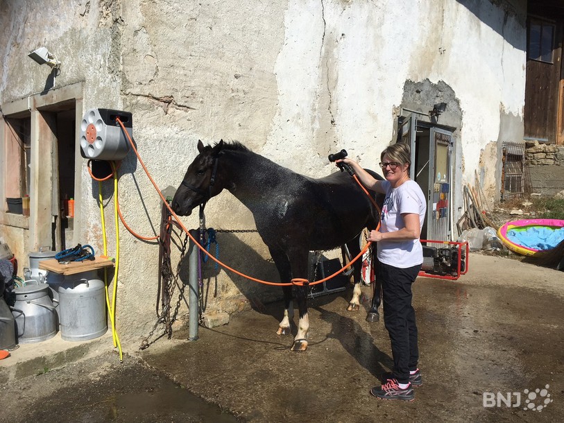 Sophie Humair, en train de soigner un de ses nombreux chevaux