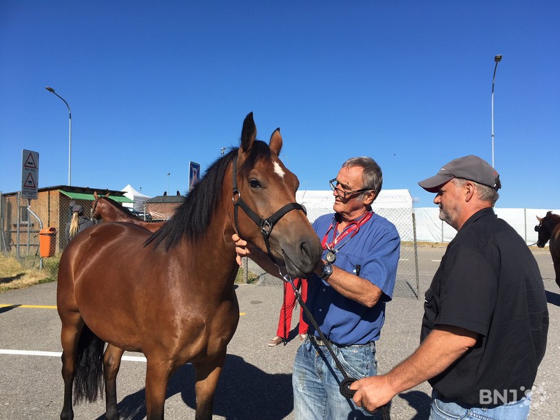 Vendredi matin, Pierre Bourquin a examiné 17 chevaux