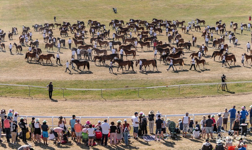 Près de 1'500 chevaux étaient présents au Marché-Concours 2018. Crédit photo : Jonathan Vallat