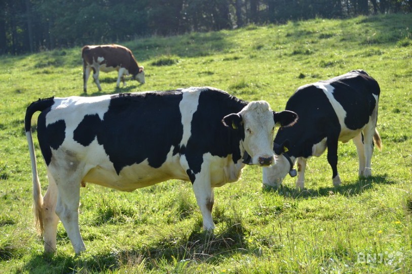 Selon la société coopérative d’éleveurs Swissherdbook, les vaches suisses auraient besoin d'une cure minceur.