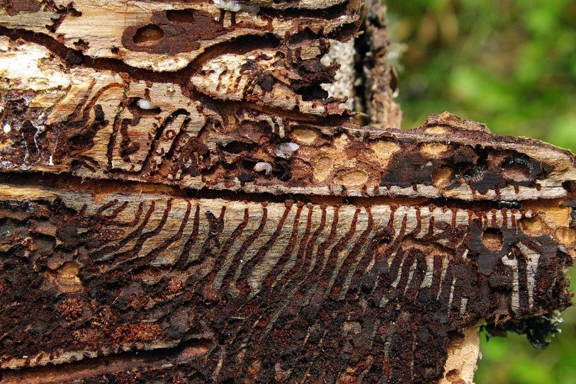 Pour le moment, la population de bostryches reste dans la norme habituelle (photo wikipedia) 