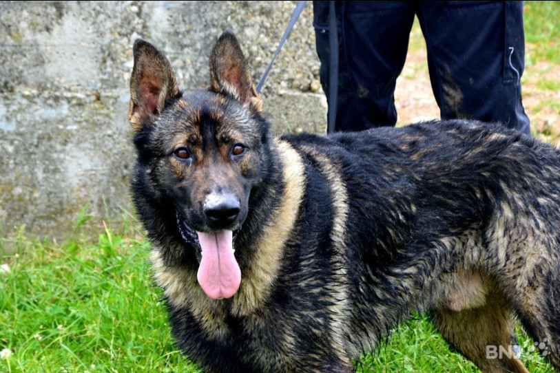 Le chien a trouvé la femme de 24 ans, qui était en état d'hypothermie.