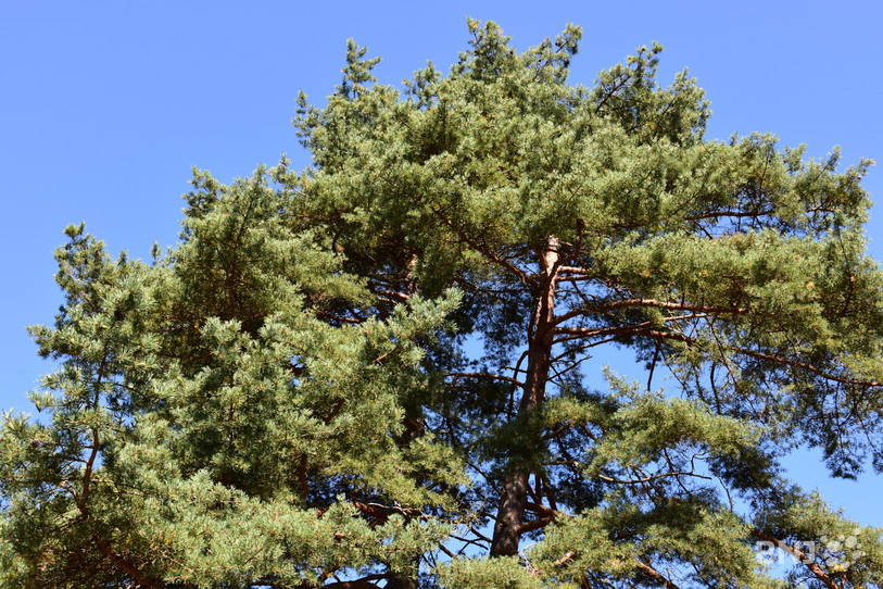 La Municipalité devra abattre plusieurs arbres à Delémont. (Photo : archives/illustration).