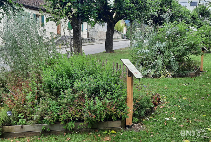 Le sentier recense plusieurs postes, dont celui qui présente les plantes médicinales et aromatiques.