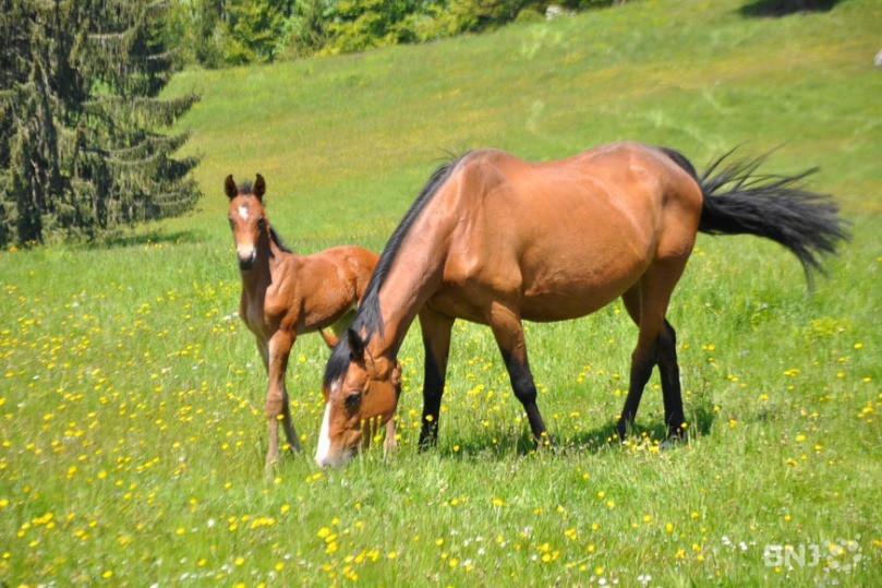 Cheval Franches Montagnes Le Conseil Fédéral Nest Pas De