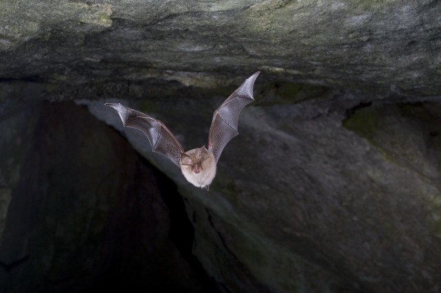 chauves-souris