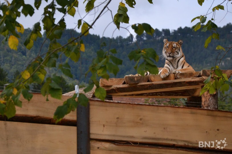 Deux nouveaux tigres ont débarqué au Siky Park (photo : archives).