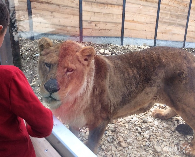 Les visiteurs ont pu s'approcher très près des animaux. 