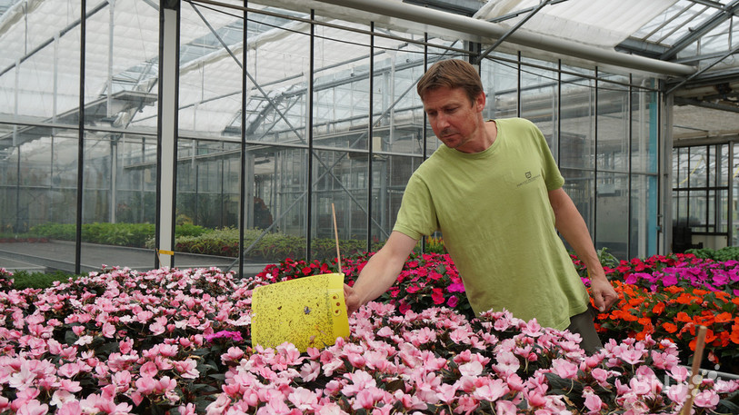 Romain Loup inspecte un piège à moucherons, l'un des moyens de lutte déployés dans les serres de l'établissement horticole de la Ville de Neuchâtel situées à Cernier.