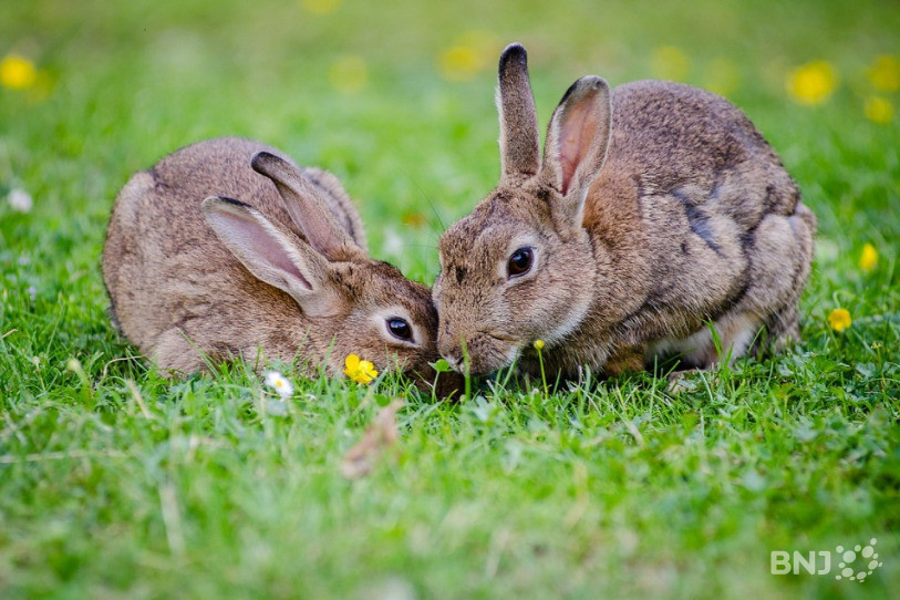 Les animaux de compagnie souffrent aussi des fortes températures. (Photo : libre de droits)