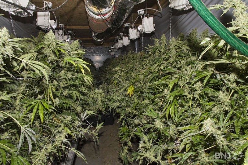 Le principal prévenu admet avoir cultivé de la marijuana indoor, mais celle-ci contenait du CBD et pas du THC, selon lui. (Image d'illustration.)