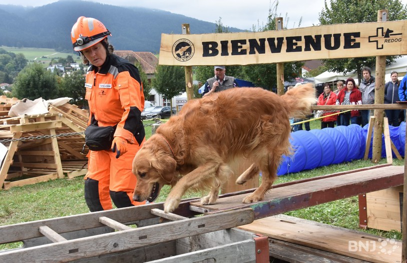 Les chiens ont montré toute leur agilité sur des parcours délicats.