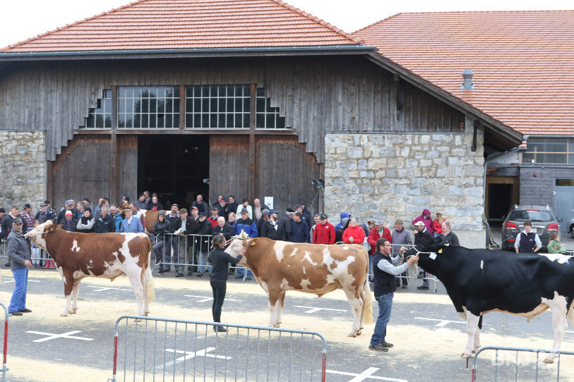 La présentation des taureaux par les éleveurs (Image: Bernadette Odiet).