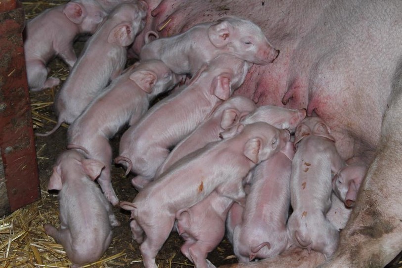 La truie Bloumie a mis bas 21 porcelets. Photo : Xavier Juillard.