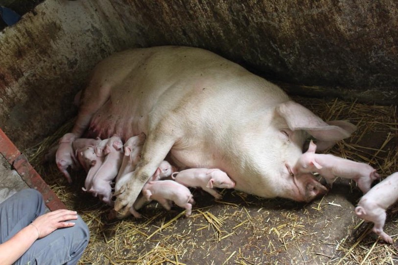 La truie Bloumie et ses petits. Photo : Xavier Juillard