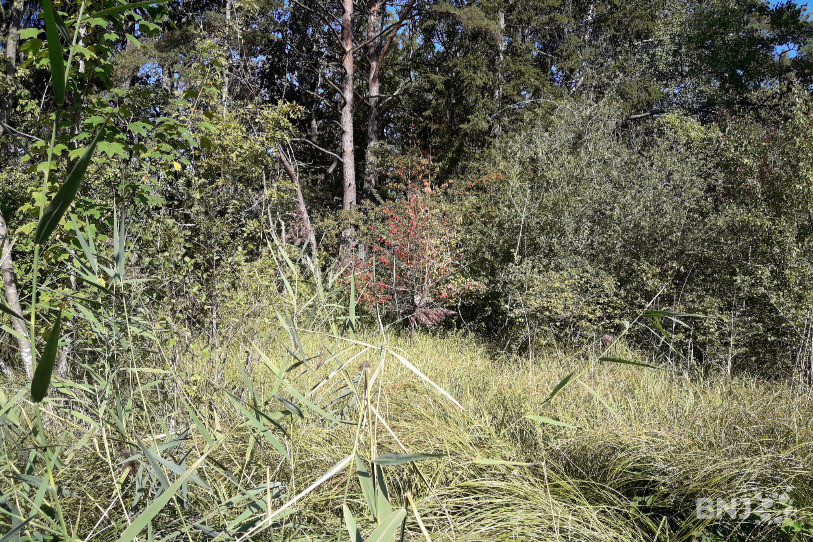 Les zones déboisées favorisent le développement de plusieurs oiseaux, comme le rossignol ou le pouillot fitis, mais aussi celui de différentes espèces de papillon.