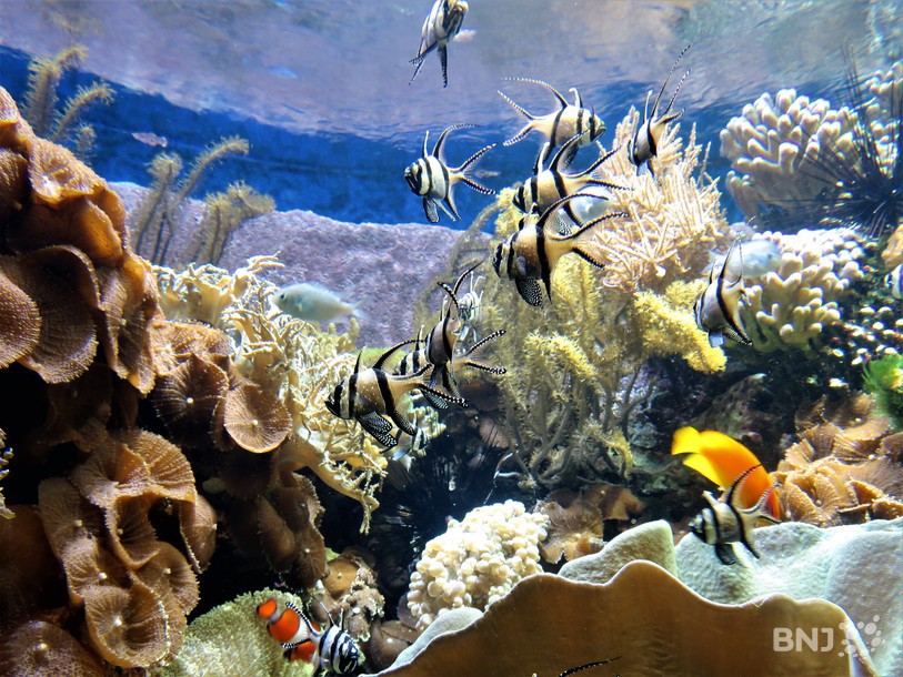 Cardinal de Banggai et amphiprion dans l'aquarium