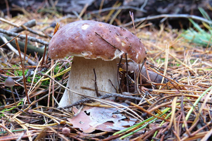 Les champignons ont garni les paniers des cueilleurs. (Photo d'illustration)