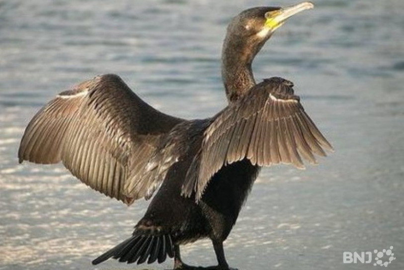 Un cormoran mange 800g de poisson par jour.