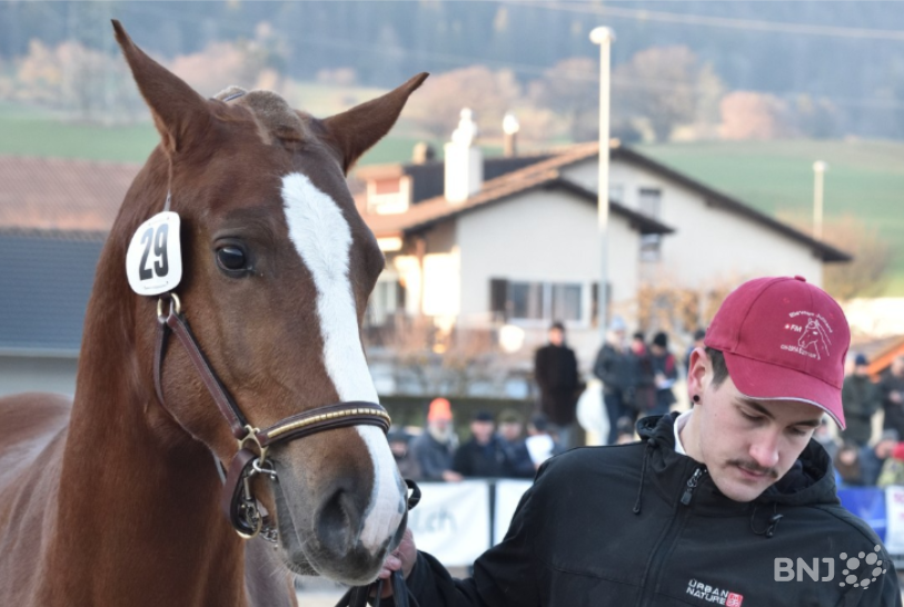Le cheval à l'honneur (image d'archive)