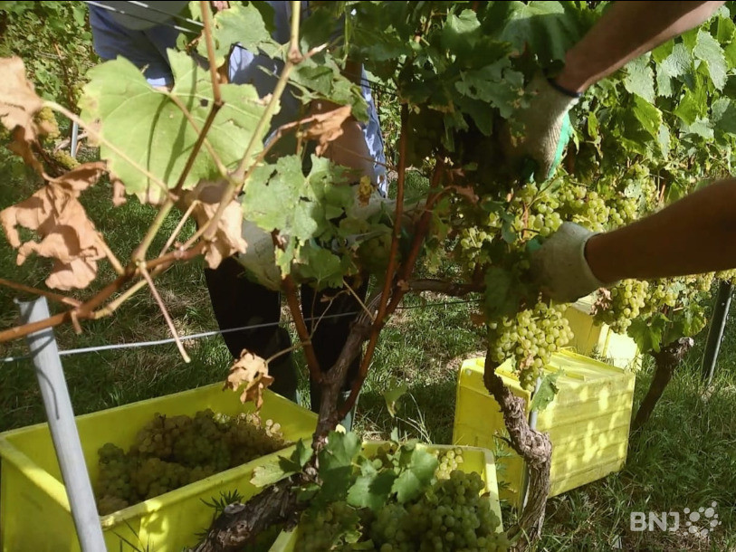 Les vendanges battent leur plein sur les rives du Lac de Bienne, ici sur le domaine Auberson et Fils à La Neuveville.