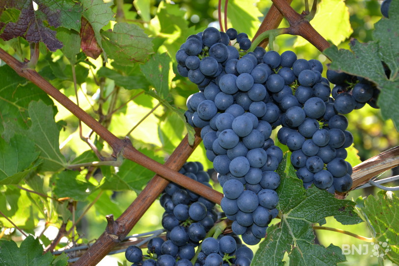 Ce sont des grappes fournies et saines que les vignerons ont vendangé en 2018.