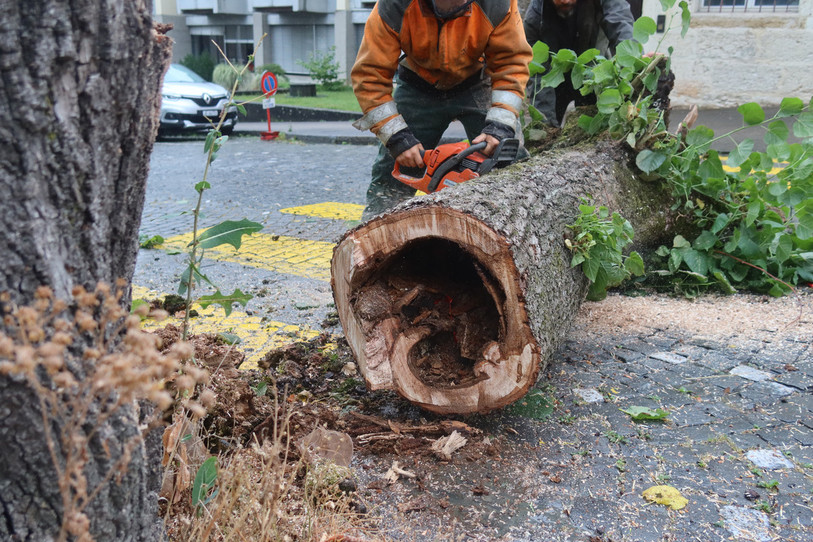Trois tilleuls seront abattus et remplacés à la Rue du Temple à Porrentruy. (Photo : Ville de Porrentruy)