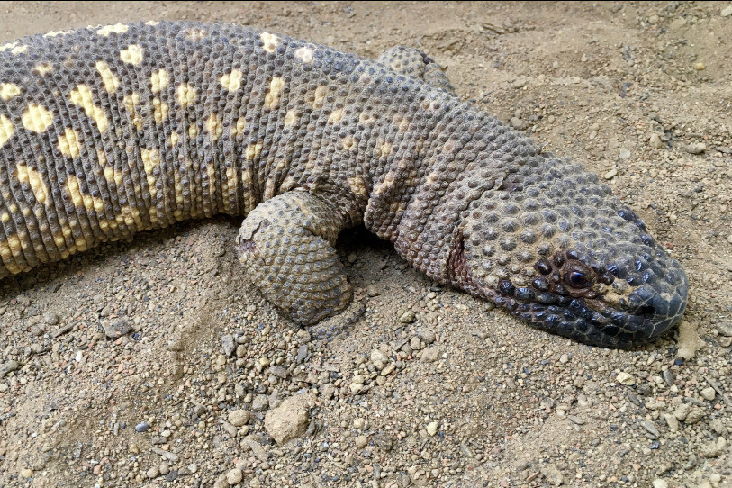 L'Héloderme horrible peut peser entre 2 et 2,5 kilos et mesurer entre 80 et 90 centimètres. (photo: Zoo du Bois du Petit-Château D.Guerra)