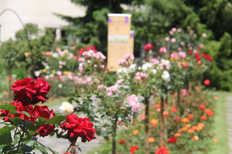 Image du Jardin botanique en fleur de Porrentruy