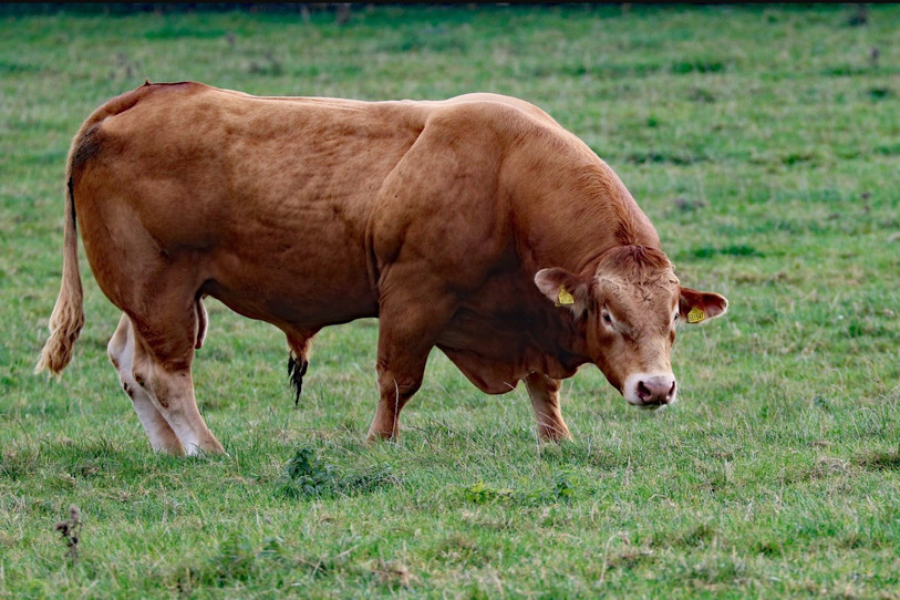 Le taureau qui s'est échappé a été retrouvé ce vendredi. (Photo d'illustration libre de droits)