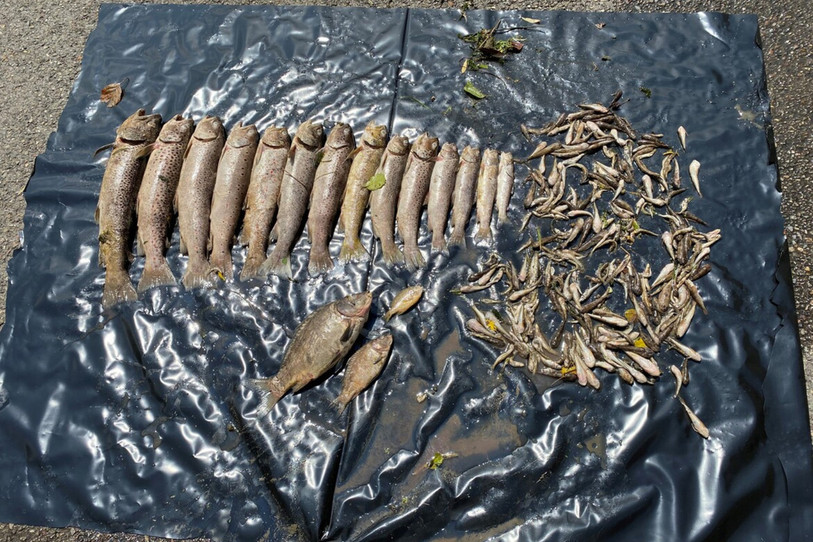 La quasi-totalité des poissons de la Coeuvatte est morte, entre Coeuve et la frontière, à la suite de l'incendie de jeudi dernier. (Photo : Office jurassien de l'environnement)