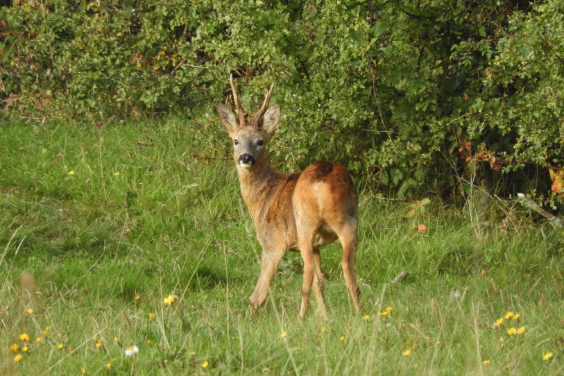 Le cerf élaphe poursuit sa progression sur territoire jurassien. Il n’est pas encore au plan de chasse cantonal, mais son évolution est attentivement suivie (photo: G. Marchand).