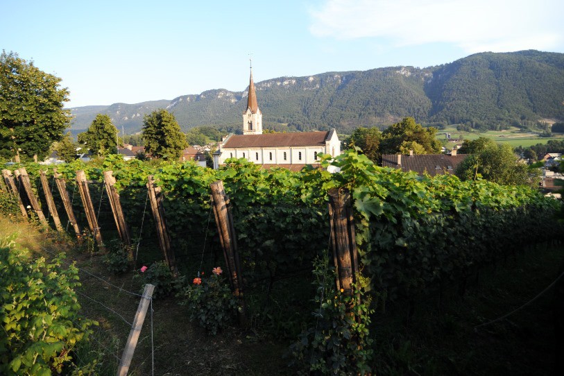 Les vignes de Moutier (photo : Association Autour de Saint-Germain)