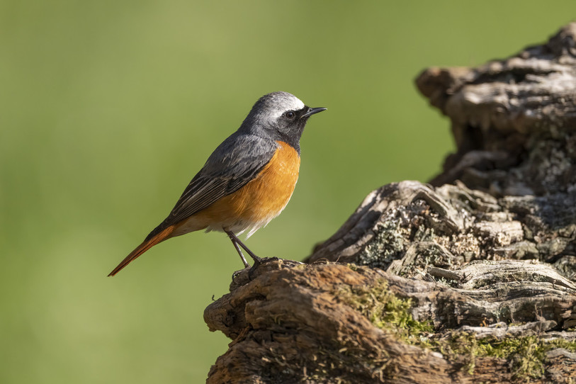 Le rougequeue à front blanc est l'oiseau emblématique de La Chaux-de-Fonds. (Photo : Marcel Burkhardt)