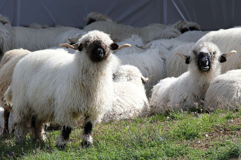 Le Nez Noir est réputé pour son caractère particulièrement docile, au point d'être considéré comme animal de compagnie en Grande-Bretagne, notamment. (Photo libre de droits : illustration.)