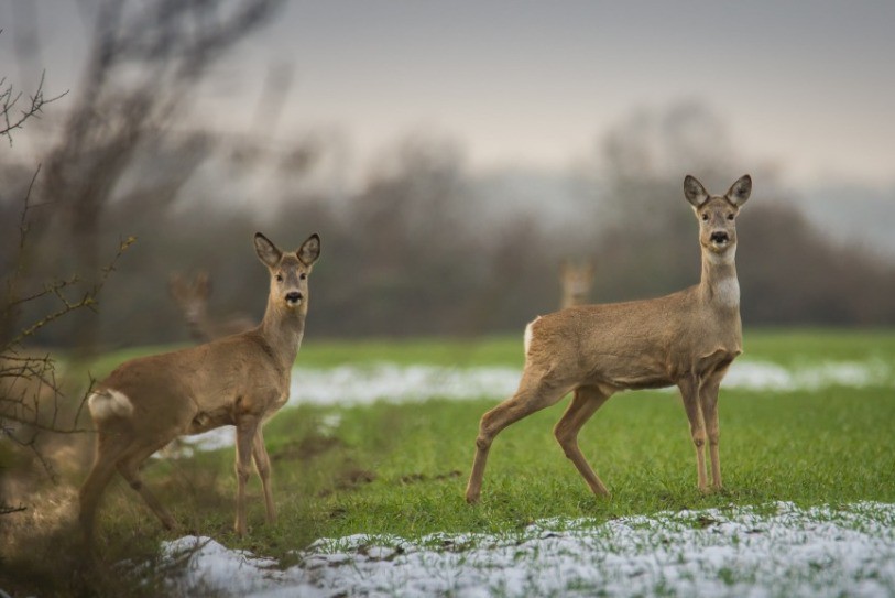 Un chevreuil a causé un accident dans le forêt du Fahy. Photo d'illustration