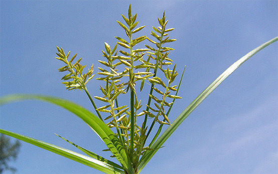 Souchet comestible (photo: canton du Jura)