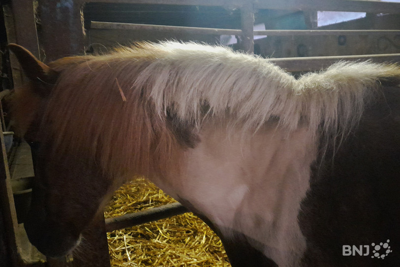 Plusieurs animaux ont été grossièrement rasés dans une exploitation ajoulote comme on peut le voir sur cette photo transmise par l'éleveuse.