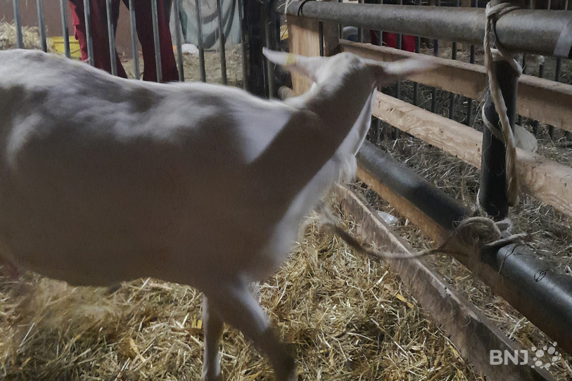 Une chèvre s'est fait vandaliser sa barbiche et attacher par le cou.