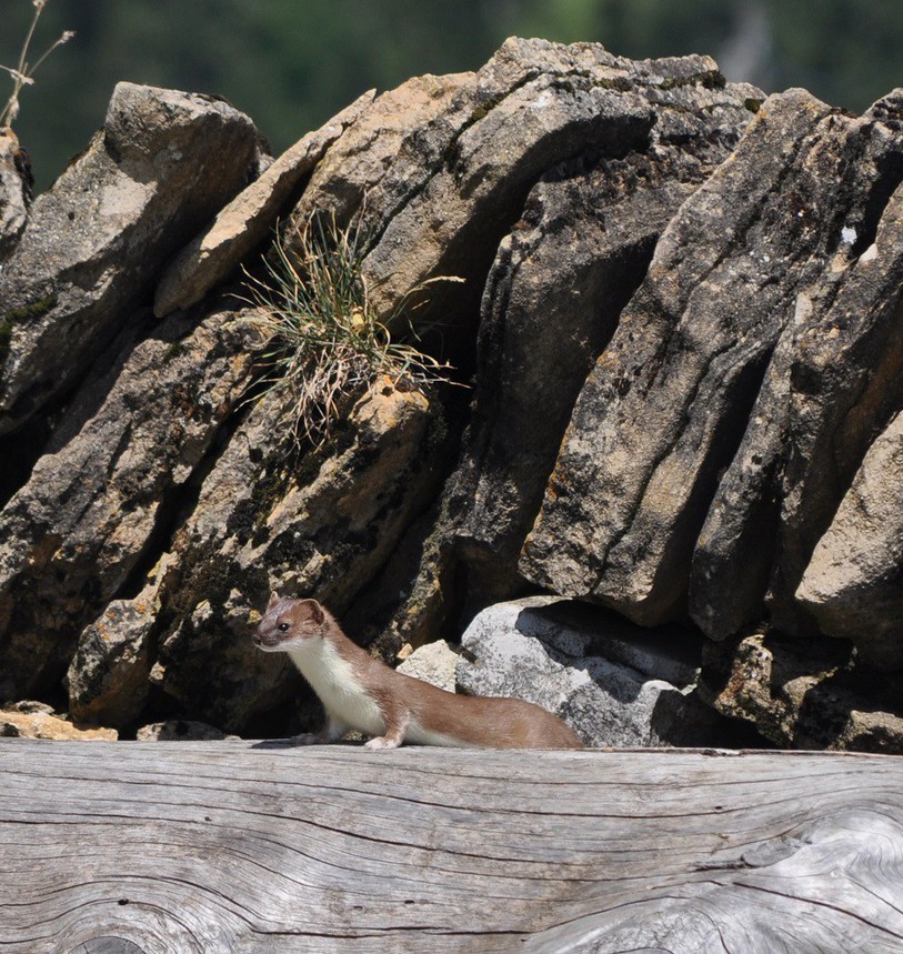 Hermines, Photo: Luc Scherrer