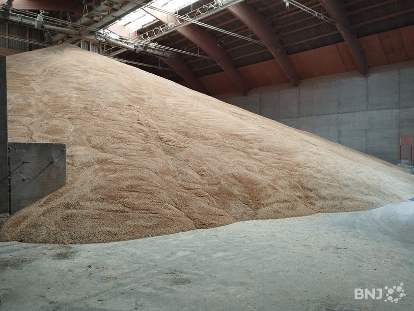 Une montagne de 2'400 tonnes d'orge triée et séchée est actuellement entreposée au centre collecteur à Alle.